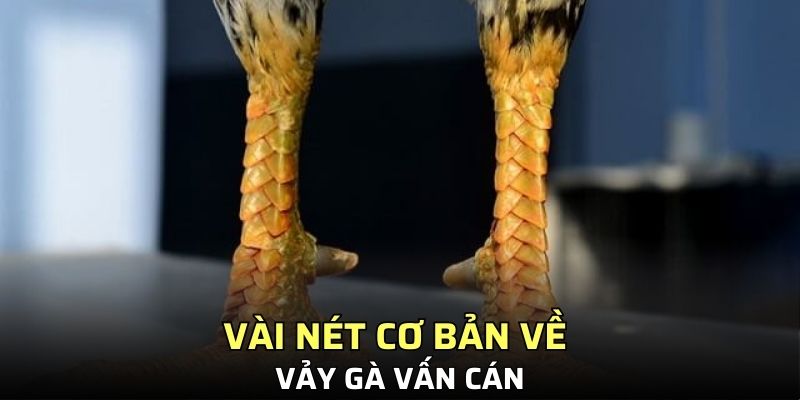 Vài nét cơ bản về vảy gà vấn cán