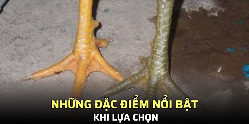 vảy gà vấn cán