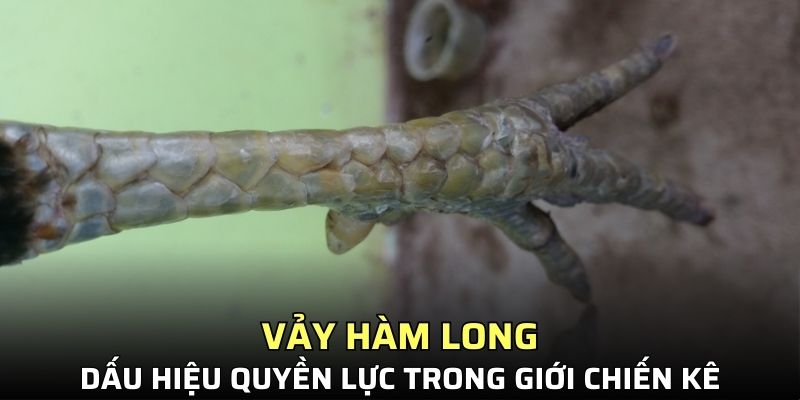 vảy hàm long