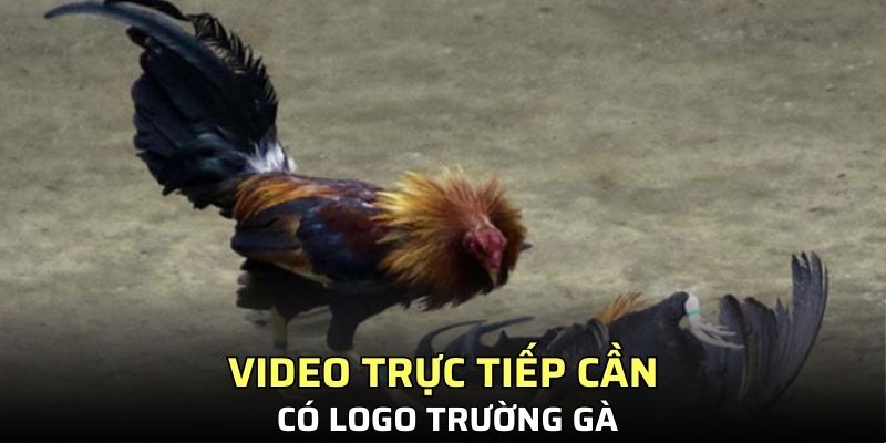 Video trực tiếp cần có logo trường gà