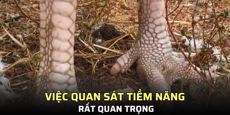 Việc quan sát tiềm năng chiến kê rất quan trọng
